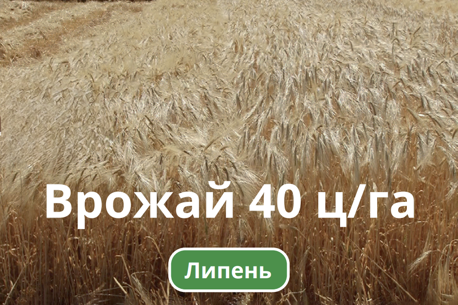Липень врожай